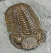 Chocolate Colored Sylvania Eldredgeops Trilobite #224-1